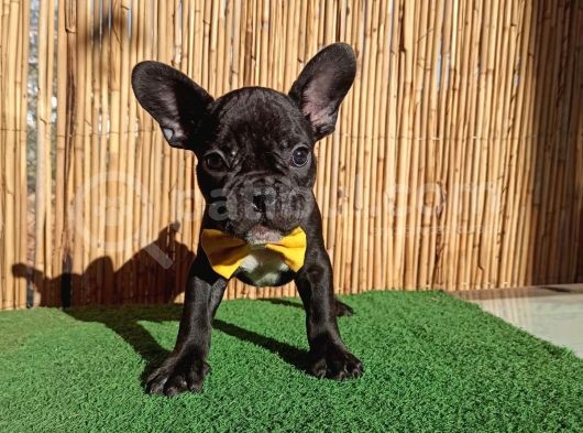 French Bulldog Yavrularımız görsel