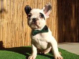 French Bulldog Yavrularımız