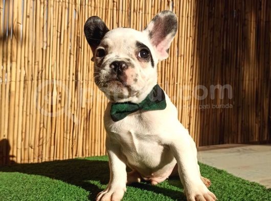 French Bulldog Yavrularımız görsel