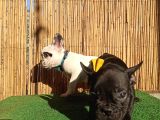French Bulldog Yavrularımız