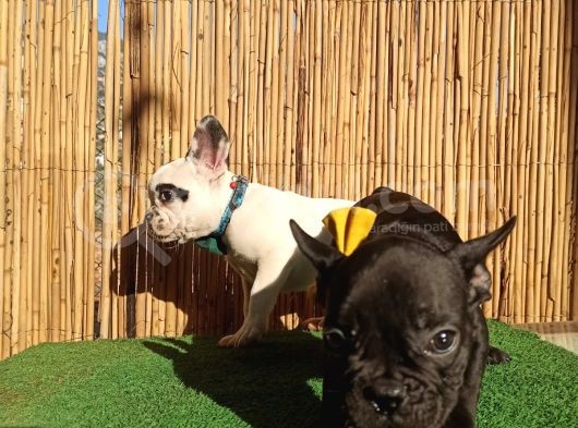 French Bulldog Yavrularımız görsel