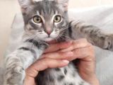 Sokağa Atıldı ACİL YUVA