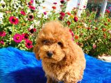 Muhteşem Red Toy Poodle Yavrularımız