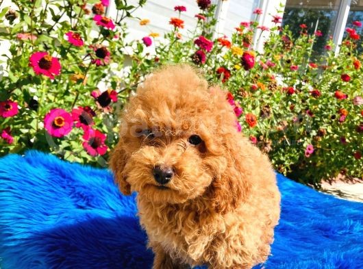 Muhteşem Red Toy Poodle Yavrularımız görsel