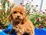 Muhteşem Red Toy Poodle Yavrularımız
