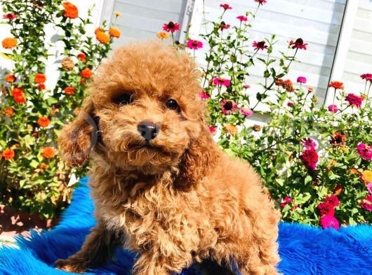 Muhteşem Red Toy Poodle Yavrularımız görsel