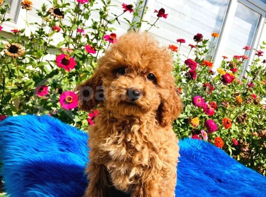 Muhteşem Red Toy Poodle Yavrularımız