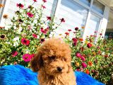 Muhteşem Red Toy Poodle Yavrularımız