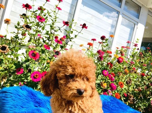 Muhteşem Red Toy Poodle Yavrularımız görsel