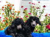 Çok Nadi̇r Si̇lver Toy Poodle Yavrularımız