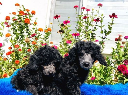 Çok Nadi̇r Si̇lver Toy Poodle Yavrularımız