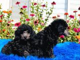 Çok Nadi̇r Si̇lver Toy Poodle Yavrularımız