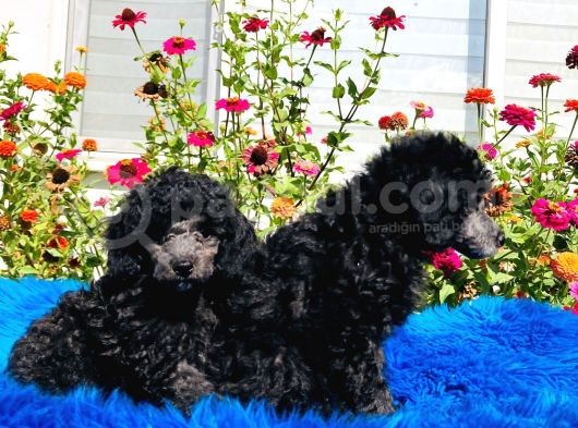 Çok Nadi̇r Si̇lver Toy Poodle Yavrularımız görsel