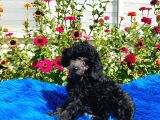 Çok Nadi̇r Si̇lver Toy Poodle Yavrularımız