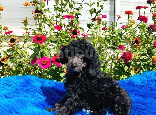Çok Nadi̇r Si̇lver Toy Poodle Yavrularımız görsel