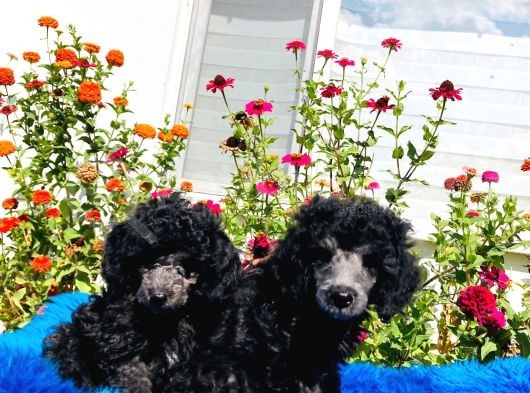 Çok Nadi̇r Si̇lver Toy Poodle Yavrularımız görsel