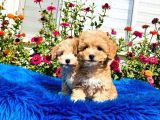 Tatlı mı Tatlı Akıntılı Toy Poodle Yavrularımız