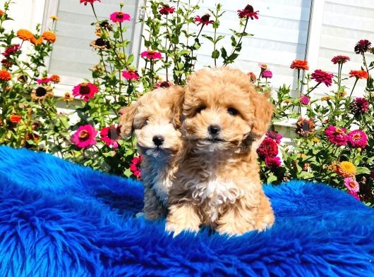 Tatlı Mı Tatlı Akıntılı Toy Poodle Yavrularımız