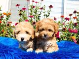 Tatlı Mı Tatlı Akıntılı Toy Poodle Yavrularımız