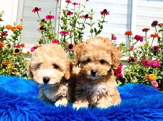 Tatlı Mı Tatlı Akıntılı Toy Poodle Yavrularımız görsel