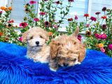 Tatlı Mı Tatlı Akıntılı Toy Poodle Yavrularımız