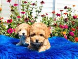Tatlı Mı Tatlı Akıntılı Toy Poodle Yavrularımız