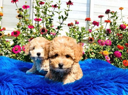 Tatlı Mı Tatlı Akıntılı Toy Poodle Yavrularımız görsel