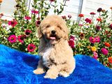 Aprikot Toy Poodle Yavrularimiz Si̇zlerle
