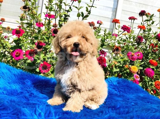 Aprikot Toy Poodle Yavrularimiz Si̇zlerle