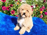 Aprikot Toy Poodle Yavrularimiz Si̇zlerle