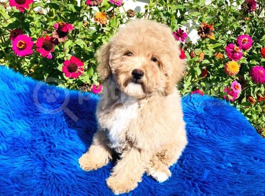 Aprikot Toy Poodle Yavrularimiz Si̇zlerle görsel