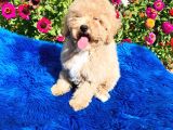 Aprikot Toy Poodle Yavrularimiz Si̇zlerle