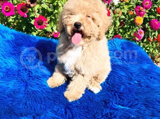 Aprikot Toy Poodle Yavrularimiz Si̇zlerle görsel