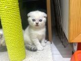 Erkek Ve Dişi Top Kafa Irkının En İyi Temsilcilerinden Scottish Fold