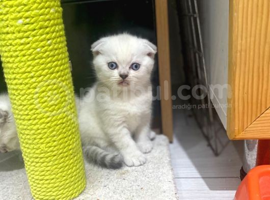 Erkek Ve Dişi Top Kafa Irkının En İyi Temsilcilerinden Scottish Fold görsel