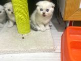 Erkek Ve Dişi Top Kafa Irkının En İyi Temsilcilerinden Scottish Fold