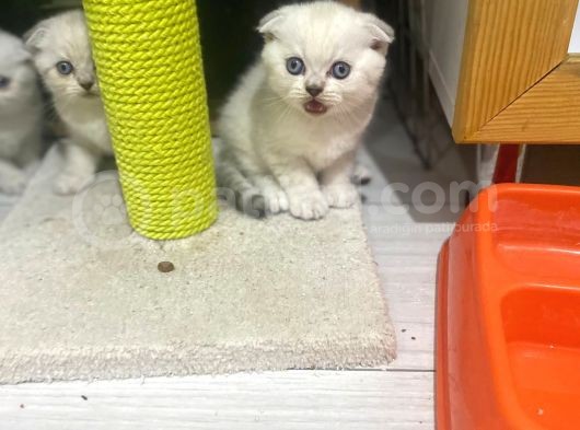 Erkek Ve Dişi Top Kafa Irkının En İyi Temsilcilerinden Scottish Fold görsel