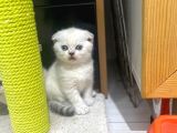 Erkek Ve Dişi Top Kafa Irkının En İyi Temsilcilerinden Scottish Fold