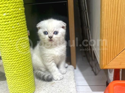 Erkek Ve Dişi Top Kafa Irkının En İyi Temsilcilerinden Scottish Fold görsel