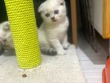 Erkek Ve Dişi Top Kafa Irkının En İyi Temsilcilerinden Scottish Fold
