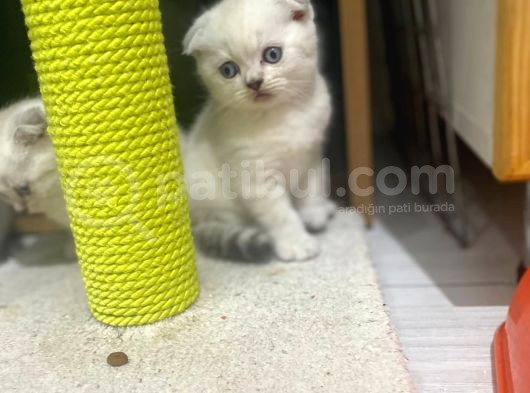 Erkek ve Dişi Top Kafa Irkının En İyi Temsilcilerinden Scottish Fold