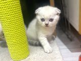 Erkek Ve Dişi Top Kafa Irkının En İyi Temsilcilerinden Scottish Fold