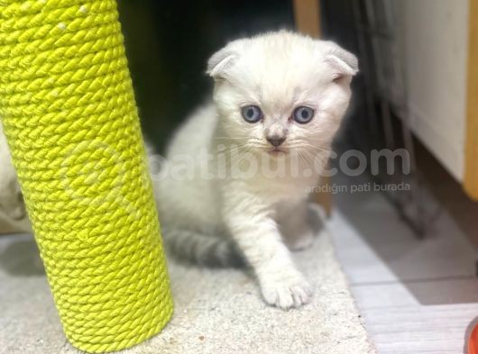 Erkek Ve Dişi Top Kafa Irkının En İyi Temsilcilerinden Scottish Fold görsel