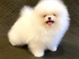 Erkek Ve Dişi Teddy Face Pomeranian Bebekler