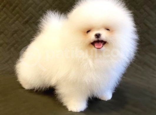Erkek ve Dişi Teddy Face Pomeranian Bebekler