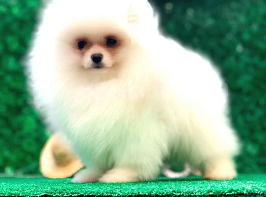 Erkek Ve Dişi Teddy Face Pomeranian Bebekler görsel