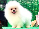 Erkek Ve Dişi Teddy Face Pomeranian Bebekler
