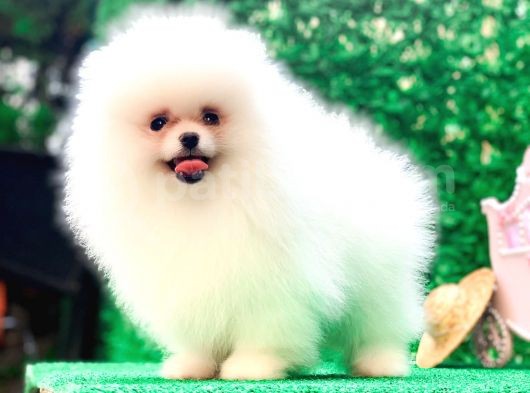 Erkek Ve Dişi Teddy Face Pomeranian Bebekler görsel