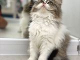 Süper Kalite Bicolor British Longhair