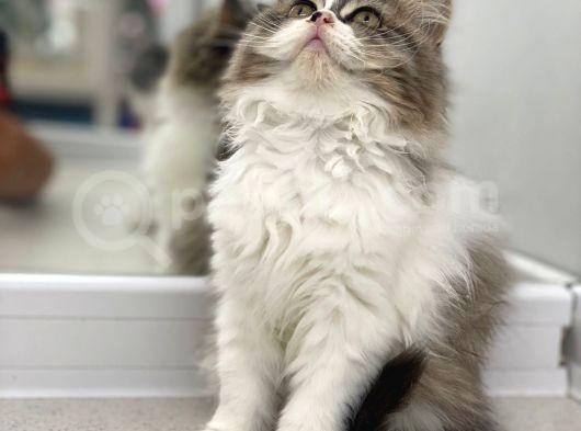 Süper Kalite Bicolor British Longhair görsel